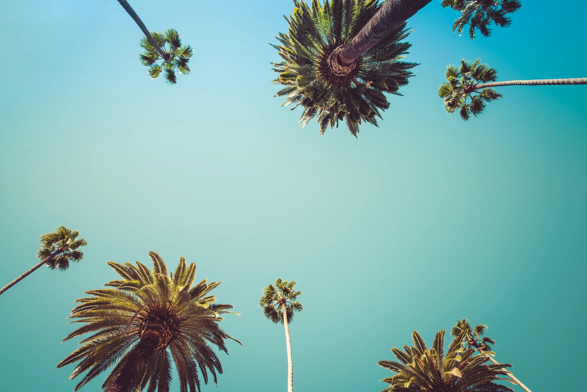 Vintage Rodeo Drive Beverly Hills, Los Angeles, Palm Trees against the blue sky